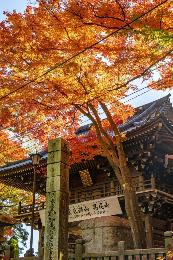 2025東京紅葉預測。圖片來源：fujiyama-navi.jp、sotoasobi、jalan.net、muragon、yamahack、renstablog、discovernippon、jorudan、紫櫻的天空@小紅書、我是夏涼@小紅書、六食@小紅書、金英學@小紅書、ATM.24@小紅書、Mio@小紅書、懶人鞋的吃喝玩樂@小紅書、熹愉徐@小紅書、啾醬_@小紅書、不辣的皮特@小紅書