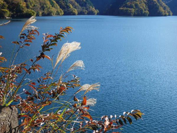 2025東京紅葉預測。圖片來源：fujiyama-navi.jp、sotoasobi、jalan.net、muragon、yamahack、renstablog、discovernippon、jorudan、紫櫻的天空@小紅書、我是夏涼@小紅書、六食@小紅書、金英學@小紅書、ATM.24@小紅書、Mio@小紅書、懶人鞋的吃喝玩樂@小紅書、熹愉徐@小紅書、啾醬_@小紅書、不辣的皮特@小紅書