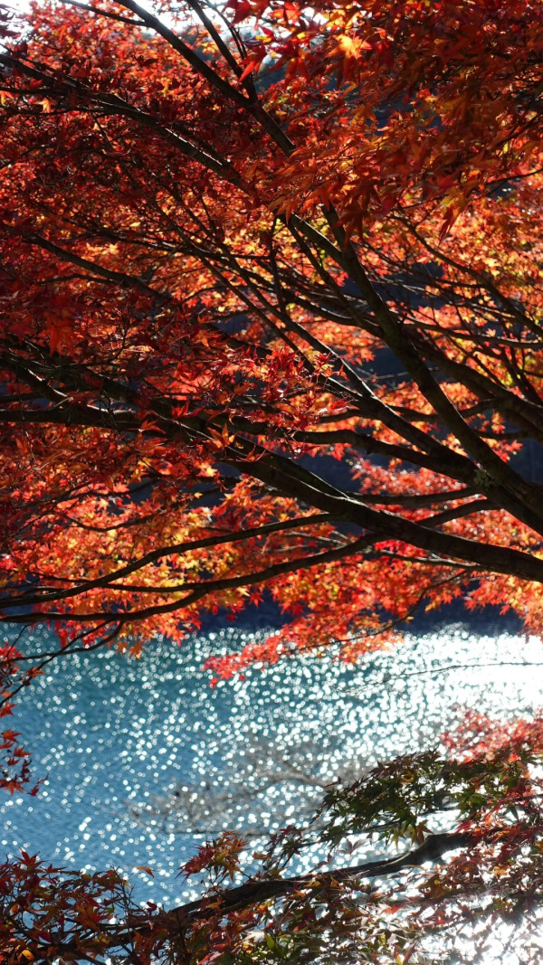 2025東京紅葉預測。圖片來源：fujiyama-navi.jp、sotoasobi、jalan.net、muragon、yamahack、renstablog、discovernippon、jorudan、紫櫻的天空@小紅書、我是夏涼@小紅書、六食@小紅書、金英學@小紅書、ATM.24@小紅書、Mio@小紅書、懶人鞋的吃喝玩樂@小紅書、熹愉徐@小紅書、啾醬_@小紅書、不辣的皮特@小紅書