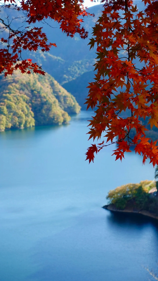 2025東京紅葉預測。圖片來源：fujiyama-navi.jp、sotoasobi、jalan.net、muragon、yamahack、renstablog、discovernippon、jorudan、紫櫻的天空@小紅書、我是夏涼@小紅書、六食@小紅書、金英學@小紅書、ATM.24@小紅書、Mio@小紅書、懶人鞋的吃喝玩樂@小紅書、熹愉徐@小紅書、啾醬_@小紅書、不辣的皮特@小紅書