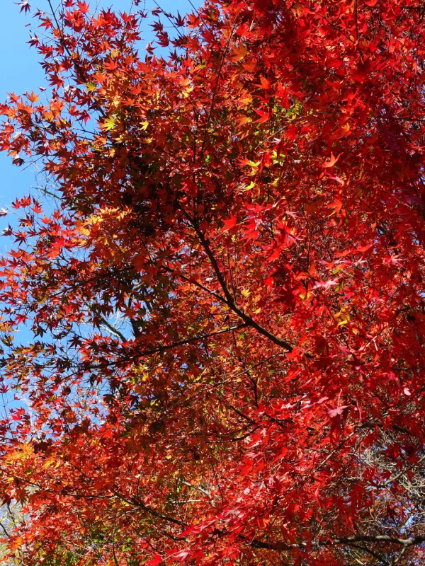 2025東京紅葉預測。圖片來源：fujiyama-navi.jp、sotoasobi、jalan.net、muragon、yamahack、renstablog、discovernippon、jorudan、紫櫻的天空@小紅書、我是夏涼@小紅書、六食@小紅書、金英學@小紅書、ATM.24@小紅書、Mio@小紅書、懶人鞋的吃喝玩樂@小紅書、熹愉徐@小紅書、啾醬_@小紅書、不辣的皮特@小紅書