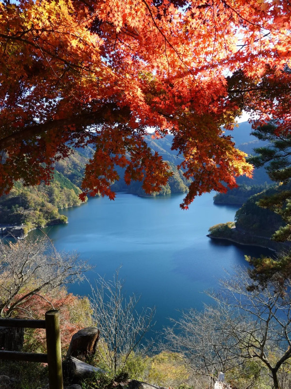 2025東京紅葉預測。圖片來源：fujiyama-navi.jp、sotoasobi、jalan.net、muragon、yamahack、renstablog、discovernippon、jorudan、紫櫻的天空@小紅書、我是夏涼@小紅書、六食@小紅書、金英學@小紅書、ATM.24@小紅書、Mio@小紅書、懶人鞋的吃喝玩樂@小紅書、熹愉徐@小紅書、啾醬_@小紅書、不辣的皮特@小紅書