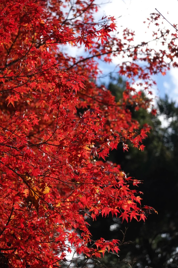 2025東京紅葉預測。圖片來源：fujiyama-navi.jp、sotoasobi、jalan.net、muragon、yamahack、renstablog、discovernippon、jorudan、紫櫻的天空@小紅書、我是夏涼@小紅書、六食@小紅書、金英學@小紅書、ATM.24@小紅書、Mio@小紅書、懶人鞋的吃喝玩樂@小紅書、熹愉徐@小紅書、啾醬_@小紅書、不辣的皮特@小紅書