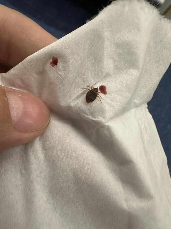 （圖片來源︰FB@香港滅蟲關注組）