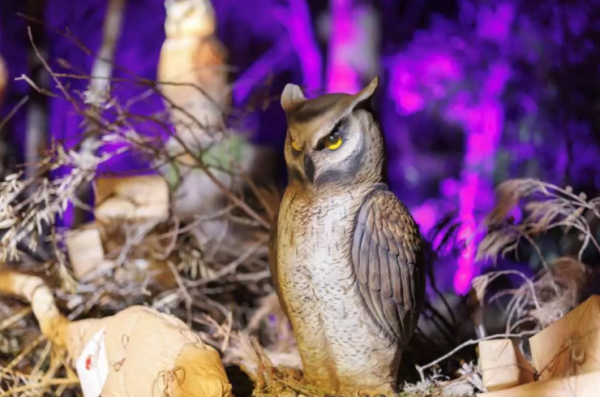 深圳哈利波特森林