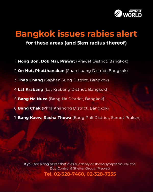 遊泰注意！曼谷爆發狂犬病泰國設臨時疫區 遊客自保禁接觸流浪貓狗 