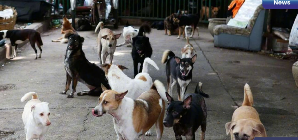 遊泰注意！曼谷爆發狂犬病泰國設臨時疫區 遊客自保禁接觸流浪貓狗 
