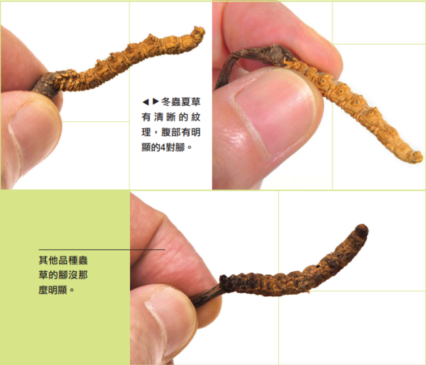 梁振英呻淘寶買冬蟲夏草種子被騙！網民嘲：冬蟲夏草邊有種子架  冬蟲夏草是什麼？