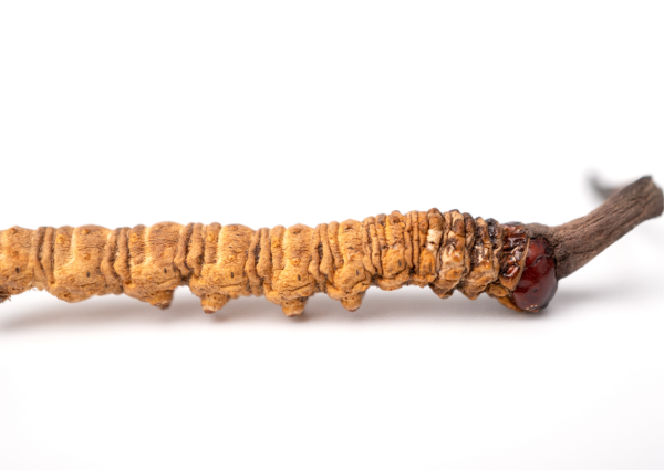 梁振英呻淘寶買冬蟲夏草種子被騙！網民嘲：冬蟲夏草邊有種子架  冬蟲夏草是什麼？