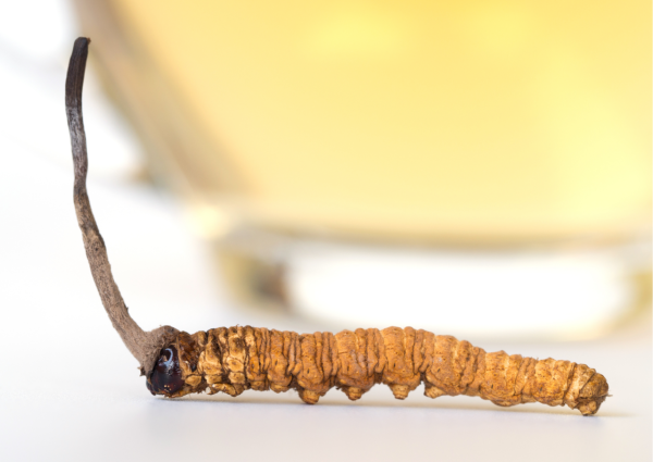 梁振英呻淘寶買冬蟲夏草種子被騙！網民嘲：冬蟲夏草邊有種子架  冬蟲夏草是什麼？