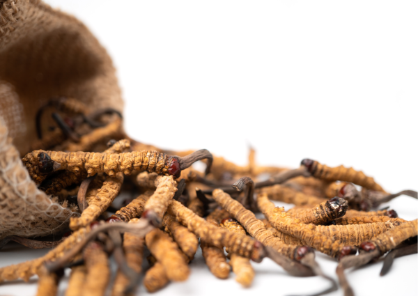 梁振英呻淘寶買冬蟲夏草種子被騙！網民嘲：冬蟲夏草邊有種子架  冬蟲夏草是什麼？