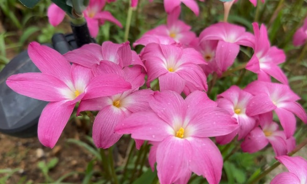 香港賞花2025｜風雨蘭花海盛放3大公園觀賞熱點！短暫花期錯過可惜