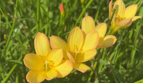 香港賞花2025｜風雨蘭花海盛放3大公園觀賞熱點！短暫花期錯過可惜