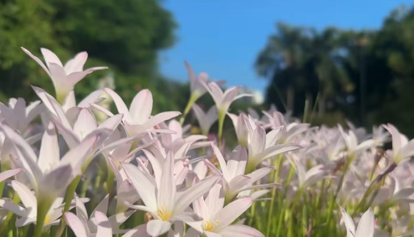 香港賞花2025｜風雨蘭花海盛放3大公園觀賞熱點！短暫花期錯過可惜