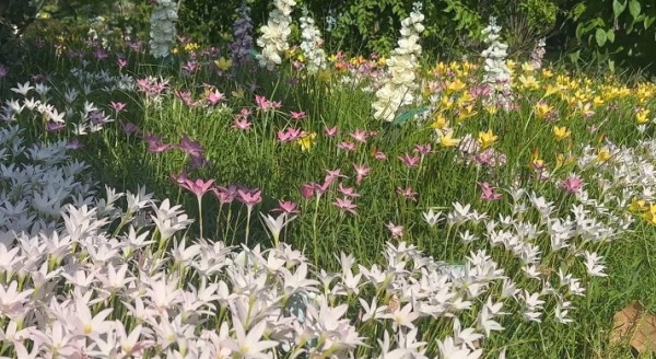 香港賞花2025｜風雨蘭花海盛放3大公園觀賞熱點！短暫花期錯過可惜