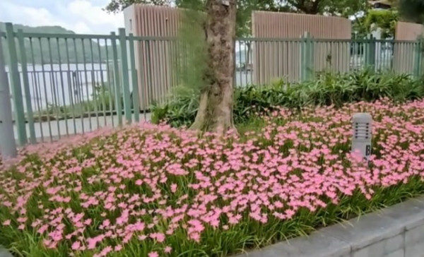 香港賞花2025｜風雨蘭花海盛放3大公園觀賞熱點！短暫花期錯過可惜