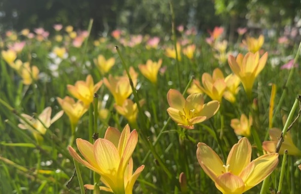 香港賞花2025｜風雨蘭花海盛放3大公園觀賞熱點！短暫花期錯過可惜
