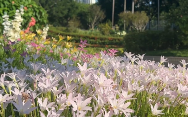 香港賞花2025｜風雨蘭花海盛放3大公園觀賞熱點！短暫花期錯過可惜