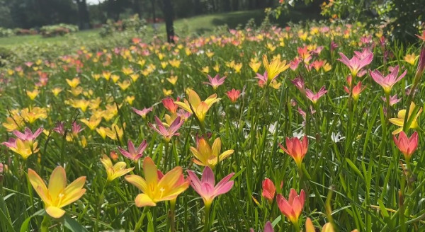 香港賞花2025｜風雨蘭花海盛放3大公園觀賞熱點！短暫花期錯過可惜