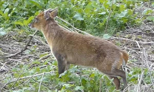 內地風景區水中驚見神秘生物 官方揭「長角水怪」真身原來係… 