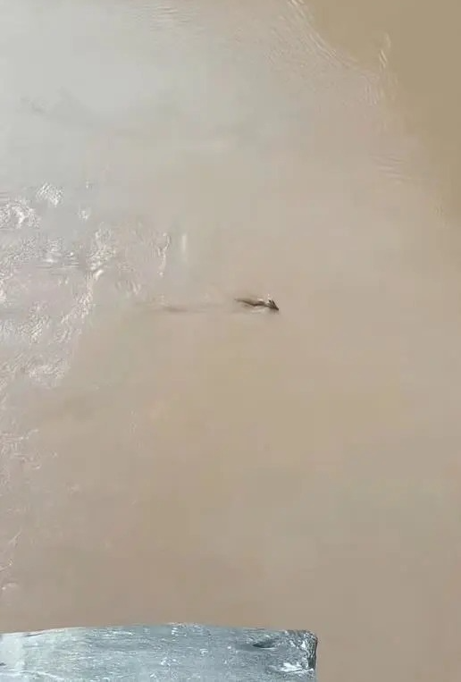 內地風景區水中驚見神秘生物 官方揭「長角水怪」真身原來係… 