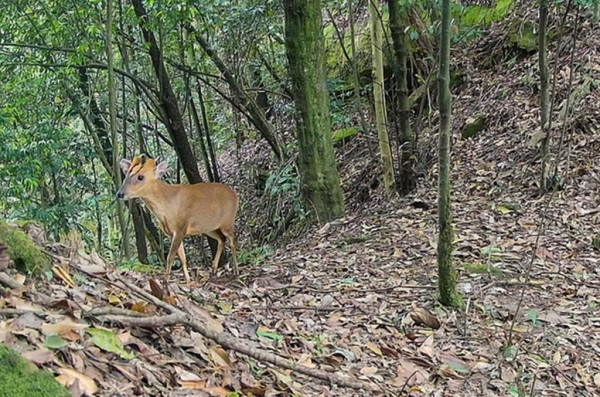 內地風景區水中驚見神秘生物 官方揭「長角水怪」真身原來係… 