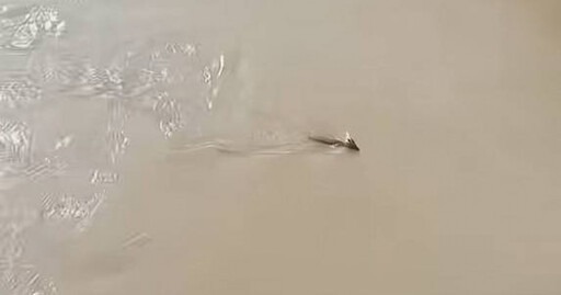 內地風景區水中驚見神秘生物 官方揭「長角水怪」真身原來係… 