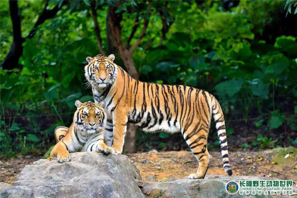 野生動物世界。圖片來源：Kkday