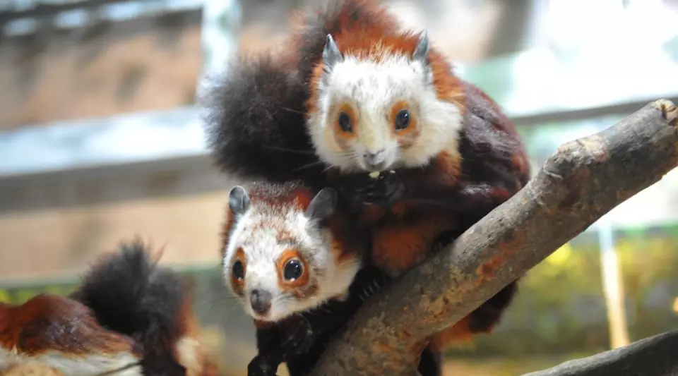 飛鳥樂園。圖片來源：Kkday