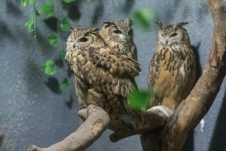 飛鳥樂園。圖片來源：Kkday
