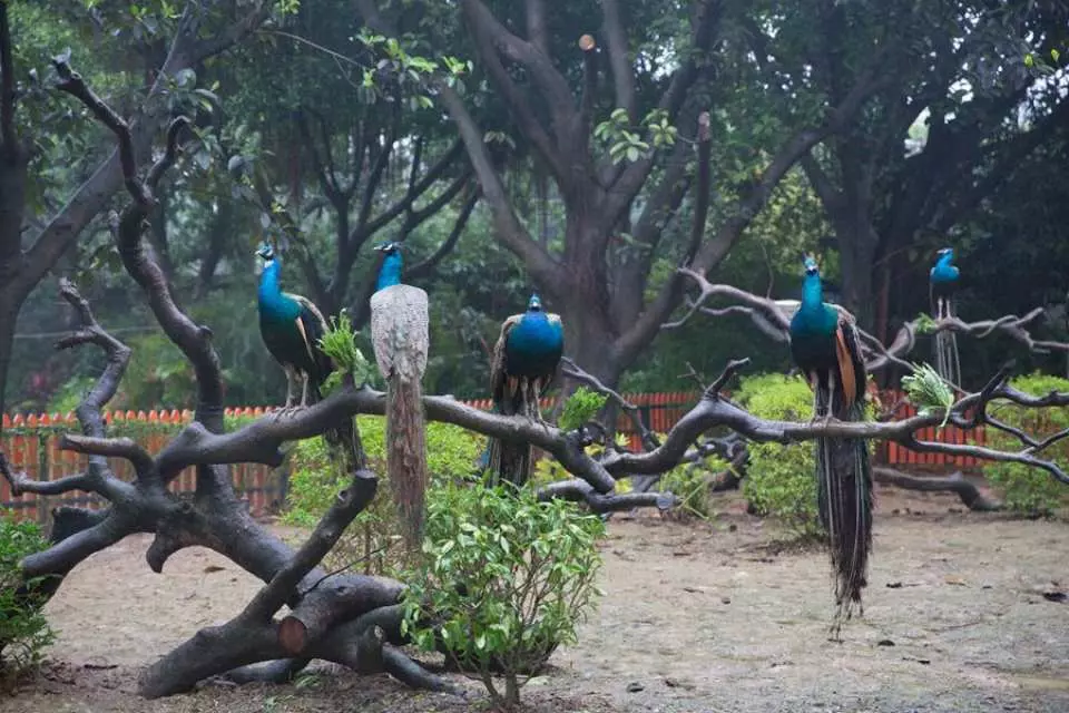 飛鳥樂園。圖片來源：Kkday
