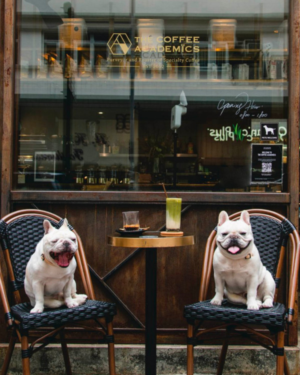 寵物友善餐廳推介｜嚴選15間pet friendly餐廳 &nbsp;室內商場／坐得耐cafe／打邊爐／飲茶酒樓