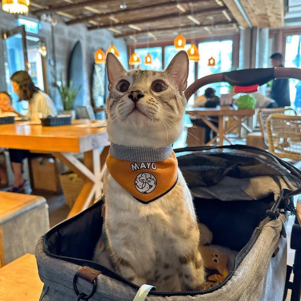 狗隻入食肆懶人包︱5.8起法例生效 3類食肆仍禁入＋狗主必讀3大守則（附寵物友善餐廳推介）