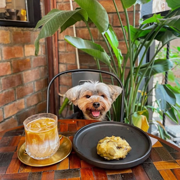 狗隻入食肆懶人包︱5.8起法例生效 3類食肆仍禁入＋狗主必讀3大守則（附寵物友善餐廳推介）