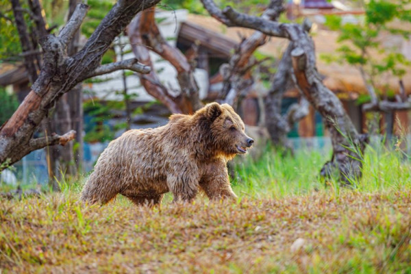 長隆森林王國。圖片來源：Kkday