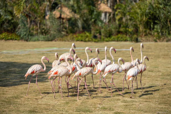 長隆森林王國。圖片來源：Kkday