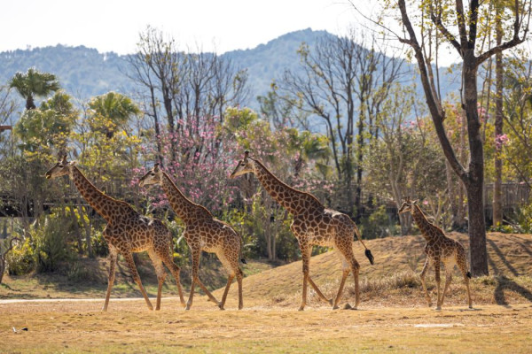 長隆森林王國。圖片來源：Kkday