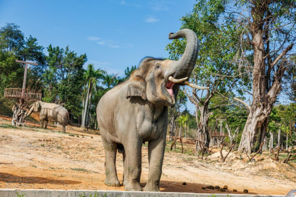 長隆森林王國。圖片來源：Kkday