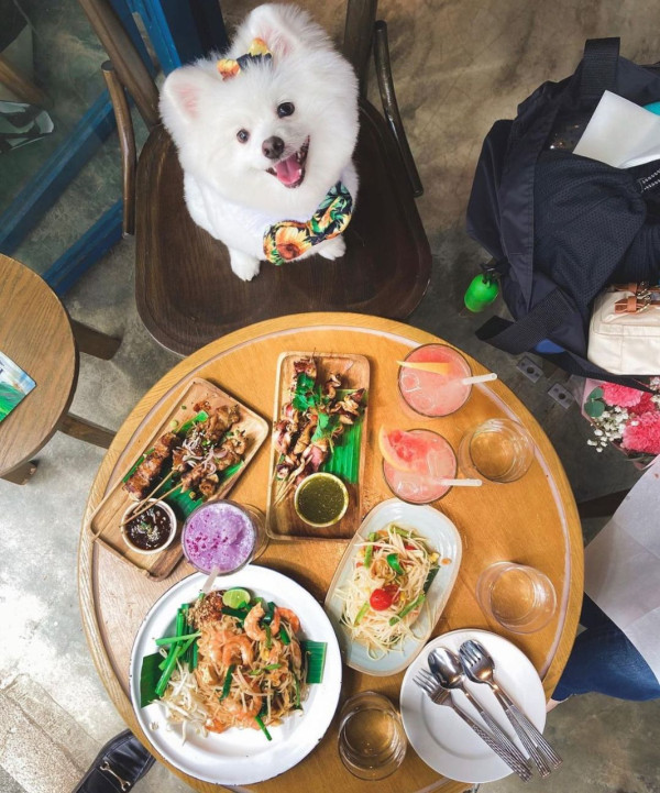 狗隻入食肆懶人包︱5.8起法例生效 3類食肆仍禁入＋狗主必讀3大守則（附寵物友善餐廳推介）