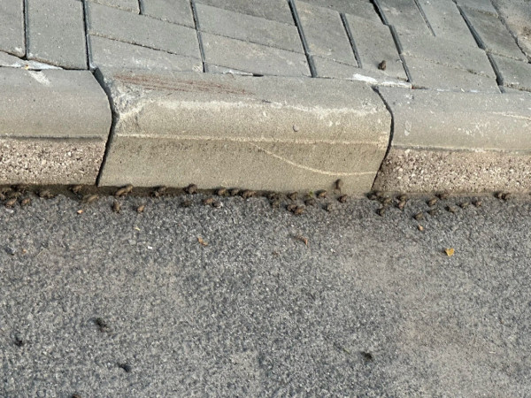 內地近月出現四大異象！詭異雲層、罕見大冰雹、青蛙大軍、萬鳥歸巢 