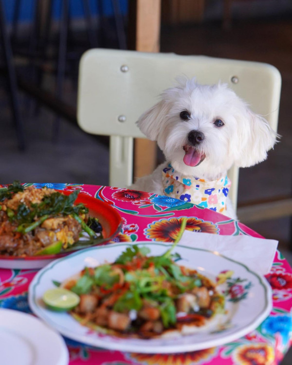 狗隻入食肆懶人包︱5.8起法例生效 3類食肆仍禁入＋狗主必讀3大守則（附寵物友善餐廳推介）