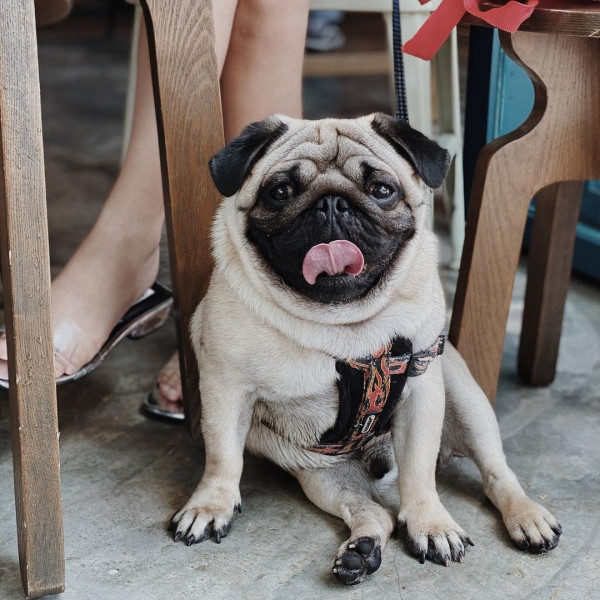 狗隻入食肆懶人包︱5.8起法例生效 3類食肆仍禁入＋狗主必讀3大守則（附寵物友善餐廳推介）