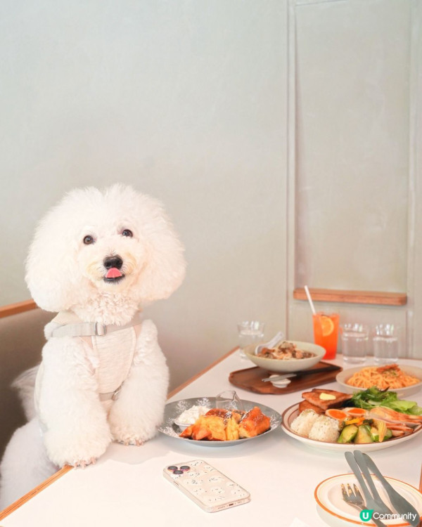 狗隻入食肆懶人包︱5.8起法例生效 3類食肆仍禁入＋狗主必讀3大守則（附寵物友善餐廳推介）