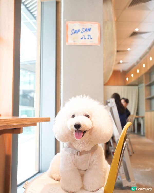 狗隻入食肆懶人包︱5.8起法例生效 3類食肆仍禁入＋狗主必讀3大守則（附寵物友善餐廳推介）