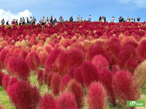 日本掃帚草景點推介