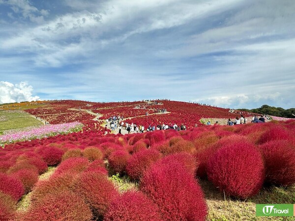 日本掃帚草景點推介