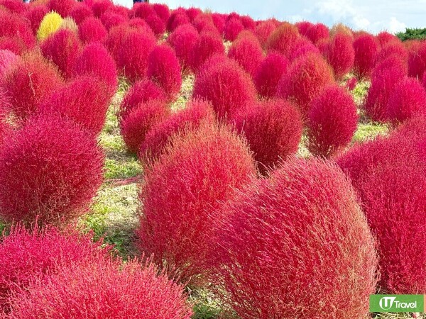 日本掃帚草景點推介