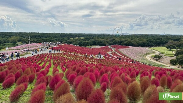 日本掃帚草景點推介