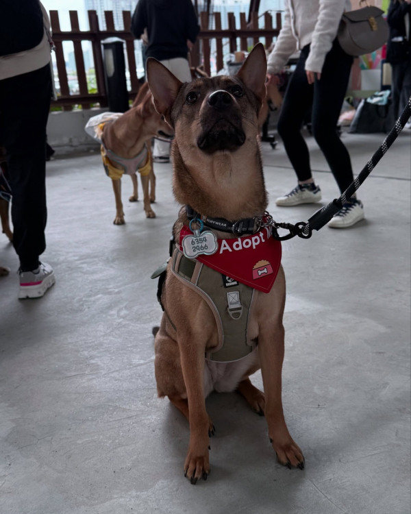 狗隻入食肆懶人包︱5.8起法例生效 3類食肆仍禁入＋狗主必讀3大守則（附寵物友善餐廳推介）