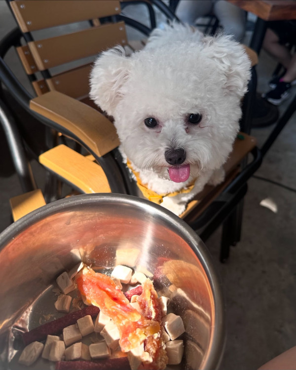 狗隻入食肆懶人包︱5.8起法例生效 3類食肆仍禁入＋狗主必讀3大守則（附寵物友善餐廳推介）